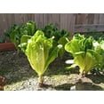 thumbnail image 2 of TomorrowSeeds - Parris Island Romaine Lettuce Seeds - 2000+ Count - For 2026 Planting USA Garden, 2 of 11