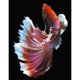 thumbnail image 1 of Wdftyju Pescado 40x50cm pintura al óleo por números cuadro pintura DIY (M677) Wdftyju 5vh5fc9wn3rr6pp8D04, 1 of 9