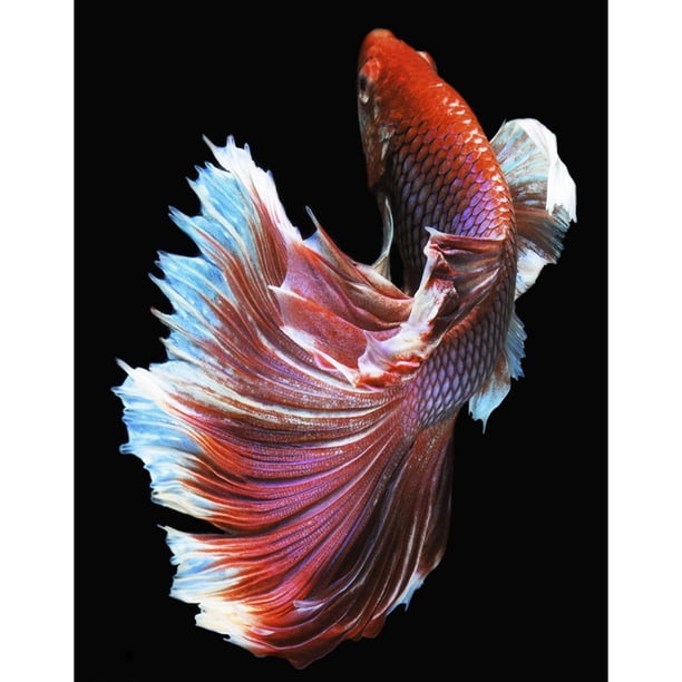 Wdftyju Pescado 40x50cm pintura al óleo por números cuadro pintura DIY (M677) Wdftyju 5vh5fc9wn3rr6pp8D04