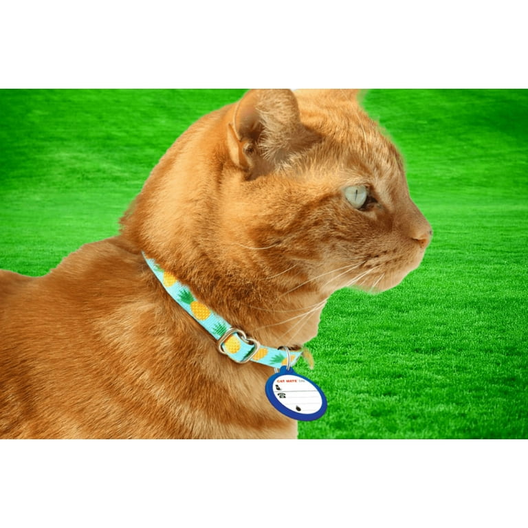 Cat identity discs 2025