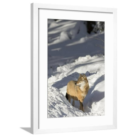 Gray Wolf During Winter in National Park Bavarian Forest. Bavaria, Germany Framed Print Wall Art By Martin Zwick