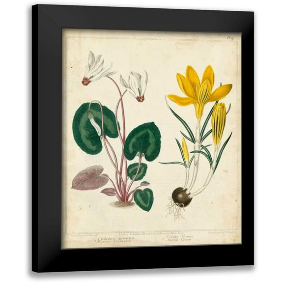 Edwards, Sydenham 12x14 Black Modern Framed Museum Art Print Titled - Garden Display IV