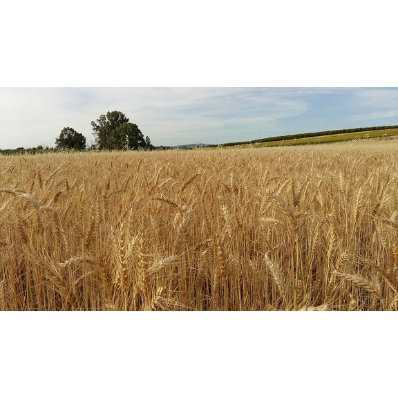 100 Wheat Seeds -Organic Maris Widgeon Heirloom Wheat - Grain-Grow your own Flour! Grow in Container Direct Sow - Organic Starter Pack