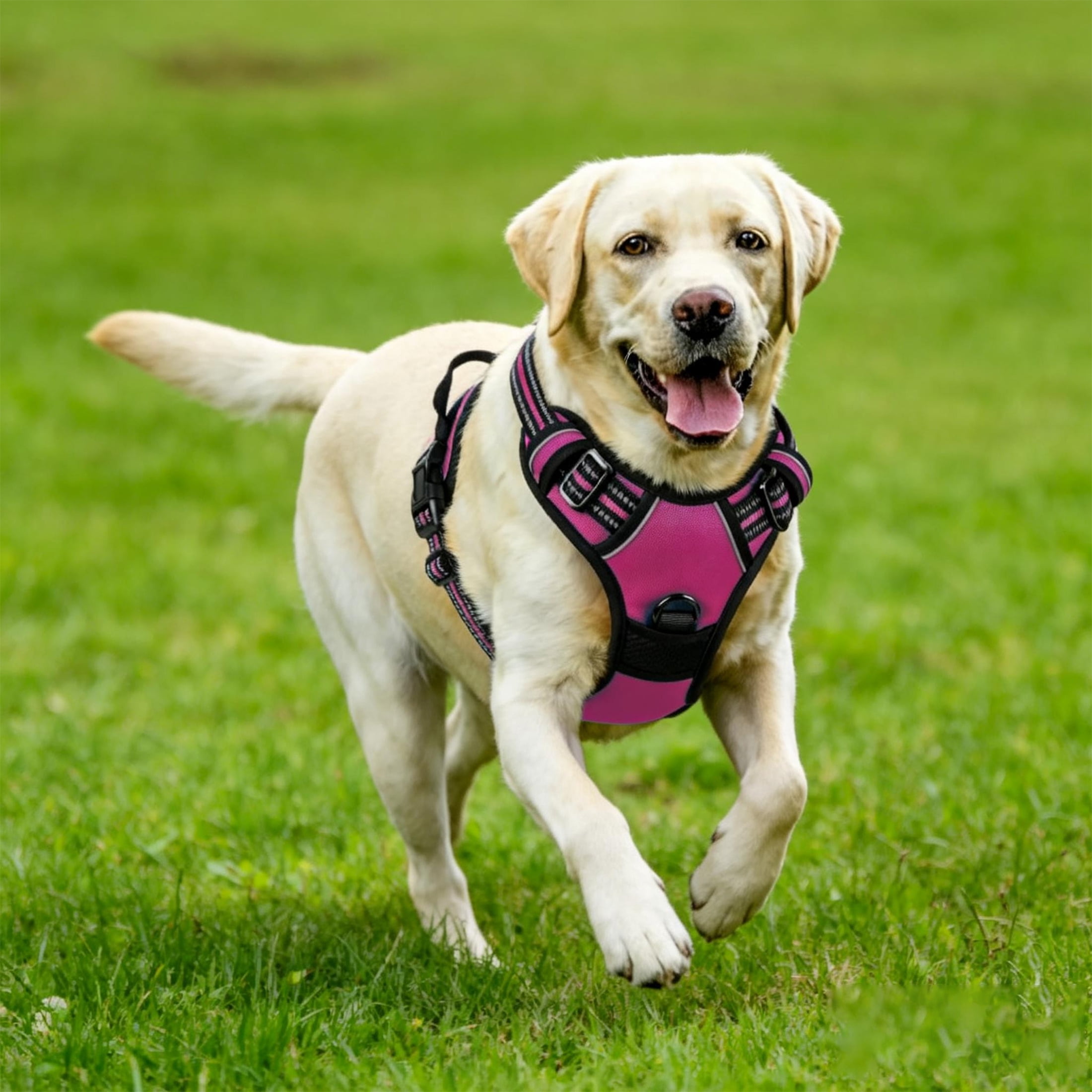 No Pull Dog Harness for Large Dogs, Dog Harness and Leash Set, Heavy Duty Dog Harness for Large Dogs, No Pull Adjustable Pet Harness for Medium Large Dogs