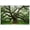 Unframe-style, variant on Ancient Oak Tree Wall Art Mossy Forest Nature Landscape Green Canvas Print