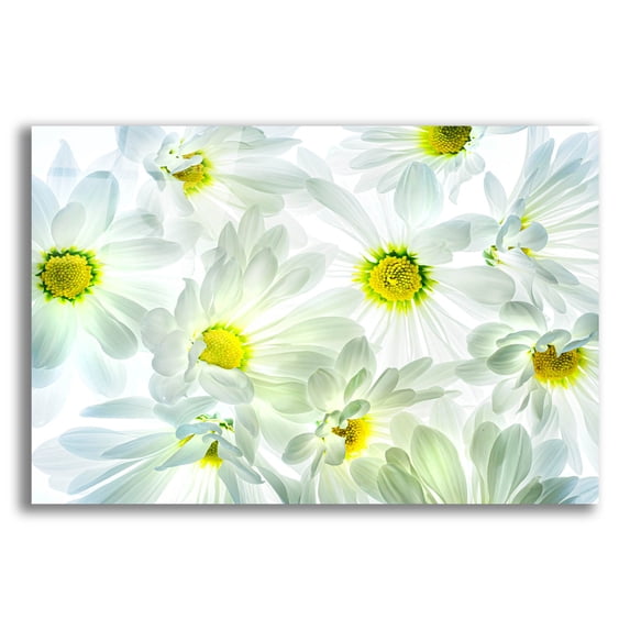 Epic Art 'Daisy Dance' by Pamela Plummer, Acrylic Glass Wall Art, 16"x12"