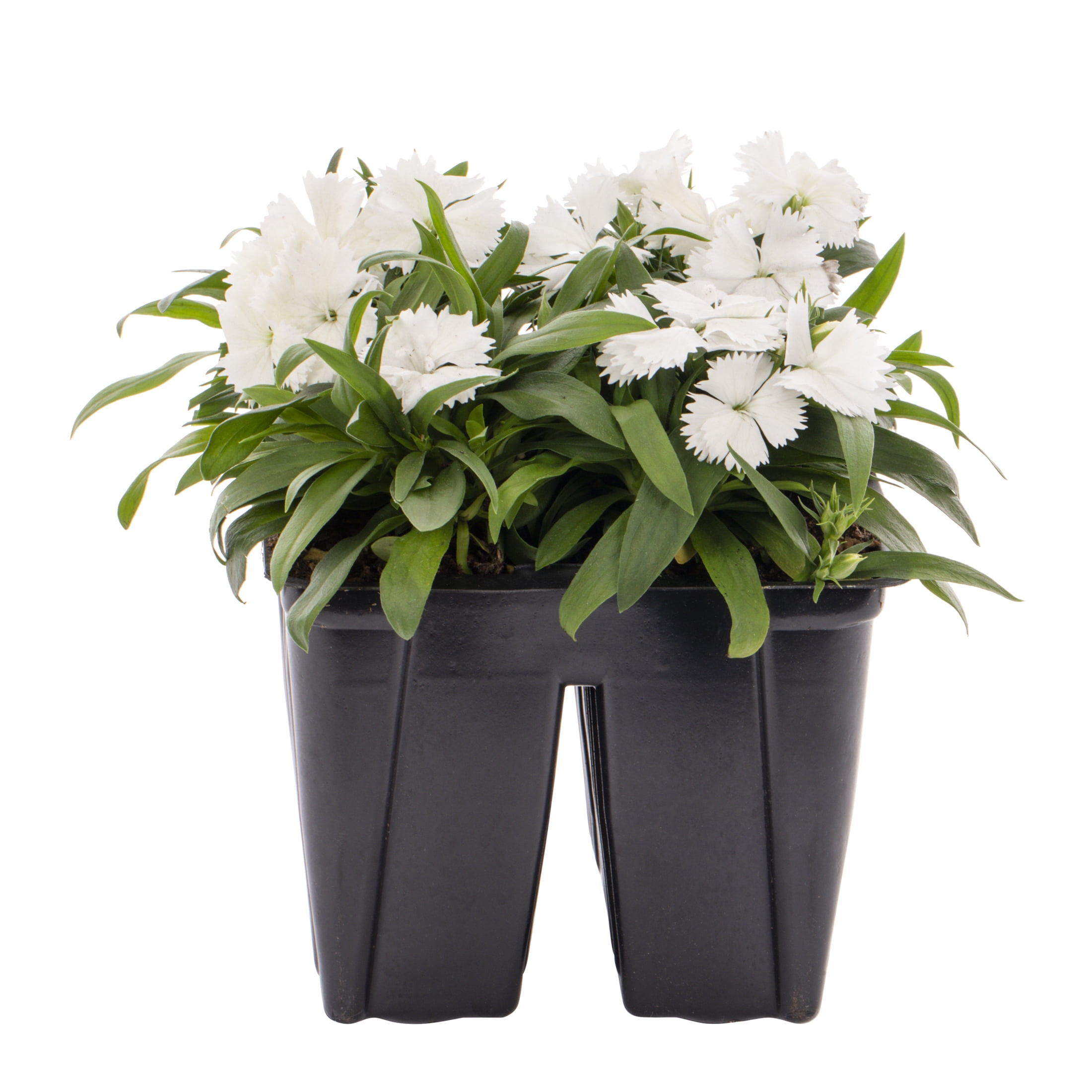 Expert Gardener 4PK Multicolor Dianthus Live Plants with Grower Pack
