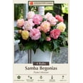 thumbnail image 2 of Samba Begonia Pastel Mix - 4 Bulbs - Begonia Samba, 2 of 4