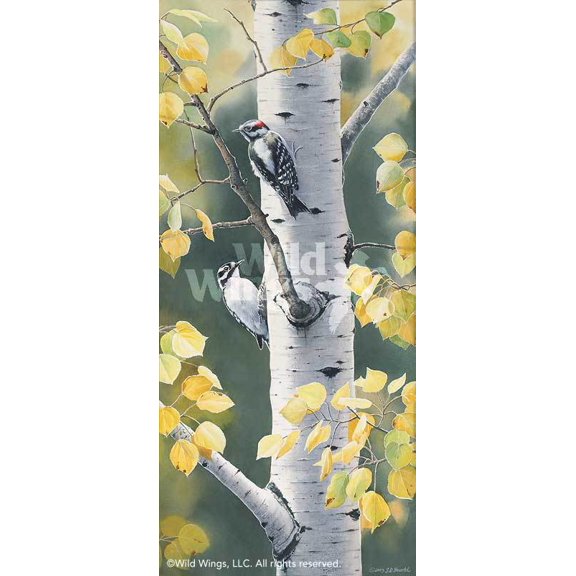 Autumn AfternoonWoodpeckers