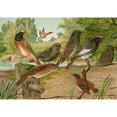 thumbnail image 2 of Johann Friedrich Naumann 24x18 Black Ornate Framed Double Matted Museum Art Print Titled: Ruticilla Titys, Ruticilla Phoenicurus, 2 of 5