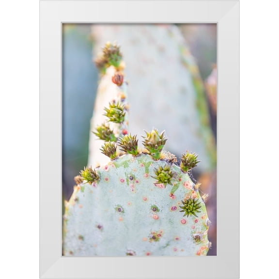 Wilson, Emily M. 11x14 White Modern Wood Framed Museum Art Print Titled - Llano-Texas-USA-Prickly pear cactus in the Texas Hill Country