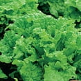 thumbnail image 4 of Ferry-Morse Black Seeded Simpson Lettuce Seeds - Annual, Full Sun, 4 of 11