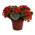 thumbnail image 2 of kalanchoe mini 3 pulgadas, 2 of 5