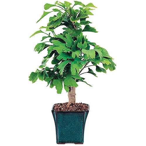 Ginkgo Bonsai Tree
