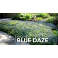 thumbnail image 4 of Blue Daze  2 Large Gallon Size Plants  Evolvulus Glomerata  Low Maintenance Drought Tolerant Blooming Groundcover, 4 of 9