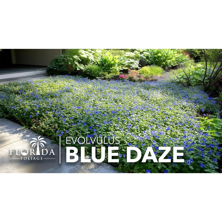 Florida Foliage, Blue Daze 3 Plants, Drought Tolerant Groundcover
