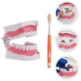 thumbnail image 2 of EeaseMX 1 juego de material didáctico de odontología educativa para niños, modelo de dientes médicos, 2 of 7