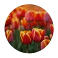 thumbnail image 4 of WYYP Tulips Flowers Round Tablecloth Outdoor Picnic Camping and Indoor Kitchen Dining Party 100% Polyester Fiber with Elastic Edge White, 4 of 8