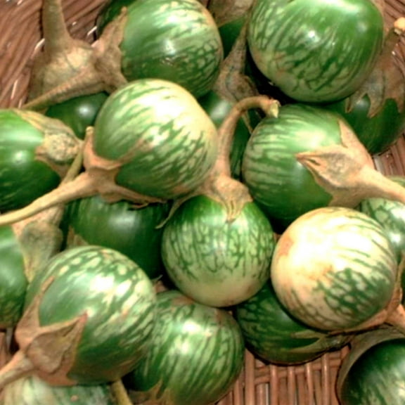 Eggplant Seeds - Petch Siam - 500 Mg Packet ~378 Seeds - Non-GMO, Heirloom - Asian Garden Vegetable