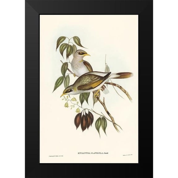 Gould, John 11x14 Black Modern Framed Museum Art Print Titled - Yellow-throated Miner-Myzantha flavigula