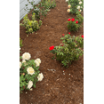 thumbnail image 3 of Permagreen Gorilla Hair Landscape Mulch 2 cu ft Red Fibrous Decorative Mulch, 3 of 6