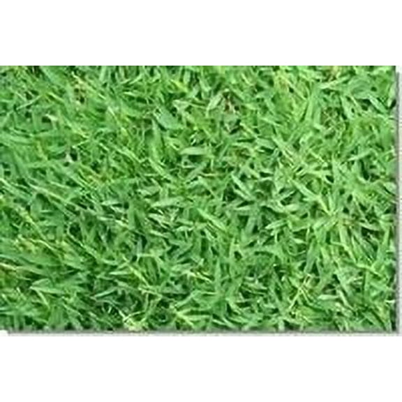 SeedRanch Carpetgrass Seed - 10 Lbs.