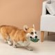 thumbnail image 3 of Adorable muñeca interactiva para perros y gatos. Juguete masticable suave y gracioso para cachorros estresados. Compañero adorable. Actividad enriquecedora para animales., 3 of 6