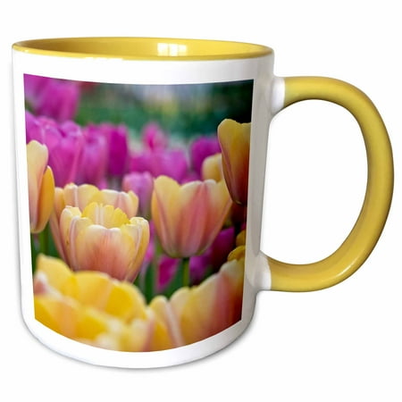 

3dRose Beauty - The Netherlands Lisse Keukenhof Gardens. Close-up of tulips. - Two Tone Yellow Mug 11-ounce