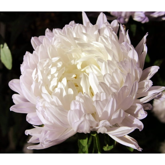Seedville 30 Duchess White Paeony Aster Double Flower Seeds (Callistephus)