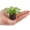 thumbnail image 3 of Live Citronella Geranium Plant Plugs (2-Pack), Pelargonium Citronella Scented Seedlings, 3 of 9