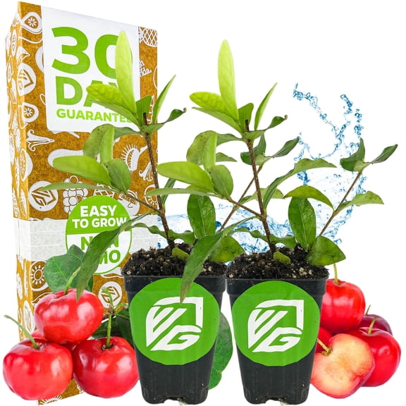 (2-Pack) Barbados Cherry Live Plant (Acerola/Wild Crapemyrtle) - Malpighia emarginata - Wellspring Gardens Starter Plant - Healthy Live Plant - Compact Size Fresh Fruit, Ideal for Gardens
