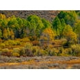 thumbnail image 2 of Gulin, Sylvia 18x14 White Modern Wood Framed Museum Art Print Titled - USA-Utah-east of Logan on highway 89 fall color Aspens near Logan Pass, 2 of 4