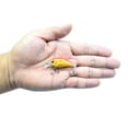 thumbnail image 3 of Cebos LIXADA - Juego de 5 señuelos de pesca para cuerpo duro con anzuelo triple, cebo de natación re Lixada Cebos, 3 of 7