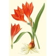 thumbnail image 2 of Step, Edward 17x24 Black Ornate Wood Framed with Double Matting Museum Art Print Titled - Striking Lilies IV, 2 of 4