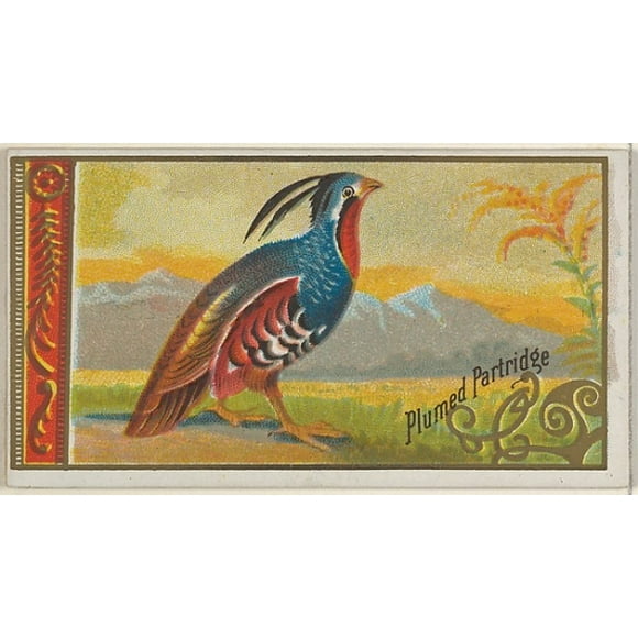 Plumed Partridge, from the Game Birds series (N13) for Allen & Ginter Cigarettes Brands Poster Print (18 x 24)