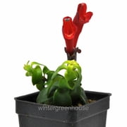 Aeschynanthus, Twisted Lipstick Plant, Twister, Twisted Lipstick Plant - Pot Size: 3in (2.6x3.5in) - House Plants