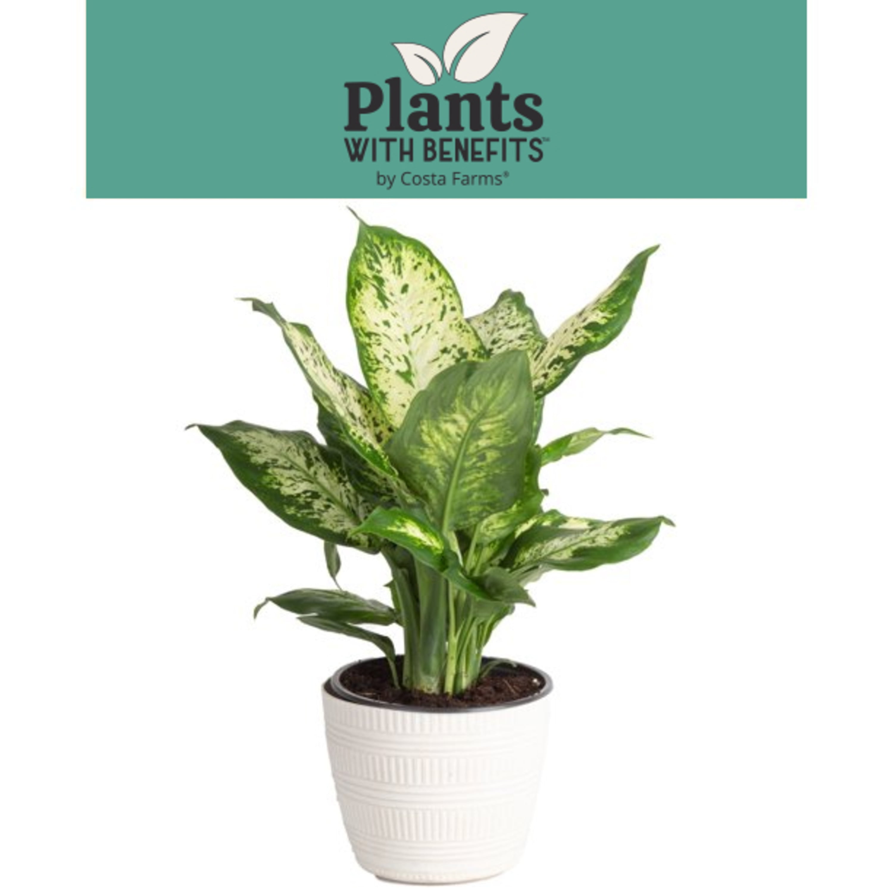 Plants with Benefits Live 17in. Tall Green Dieffenbachia Plant in 6in. Dcor Pot