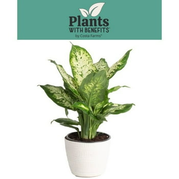 s with Benefits Live 17in. Tall Green Dieffenbachia  in 6in. Dcor Pot