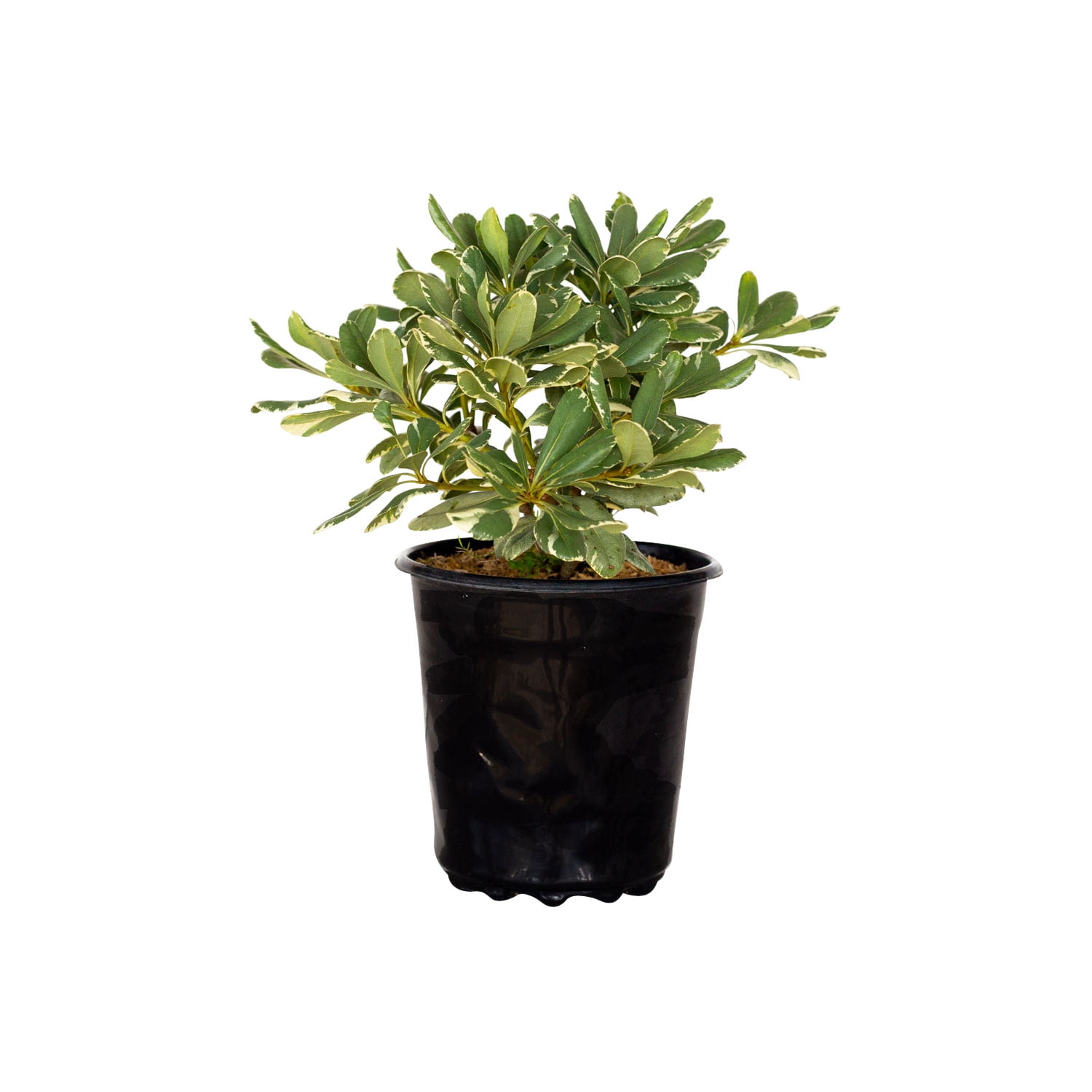 Expert Gardener Chinese Snowball Viburnum (2.5 Gallon) White