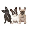 thumbnail image 2 of Three French Bulldogs Row Wall Decal by Wallmonkeys Peel and Stick Graphic (48 in W x 38 in H) WM126299, 2 of 4