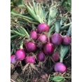 thumbnail image 3 of HIGHGW 150+ Rossa Di Milano Onion Seeds- All Heirloom Seeds, 3 of 4