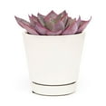 thumbnail image 6 of Echeveria Afterglow (4"+ Plastic Pot) - Tiny, Lovely, Easy to Care Rosette Succulents - Live Succulents for Home Indoor Place, 6 of 6