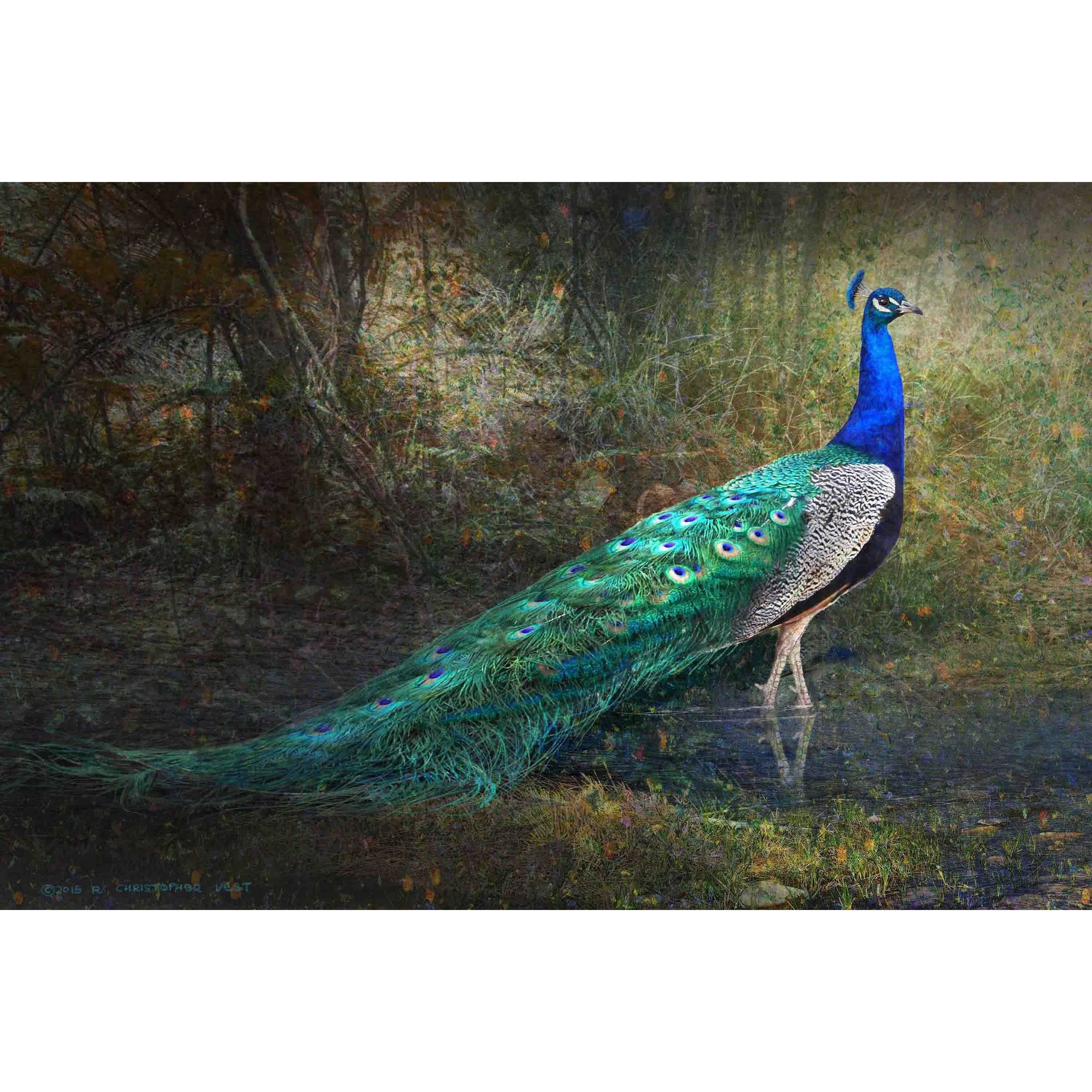 Marmont Hill - "Jungle Stream Peacock" by Chris Vest Painting Print on Wrapped Canvas