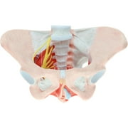 Axis Scientific Female Pelvis Model with Muscles Pelvic Floor, Ligaments, and Nerves Anatomy Model - female pelvis full skeleton skeletons replica, productive medical, life size, school demonstration