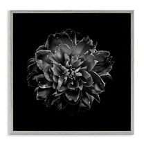 Stupell Industries Dark Carnation on Black Plants & Flowers Photography Gray Framed Art Print Wall Art, 12 x 12