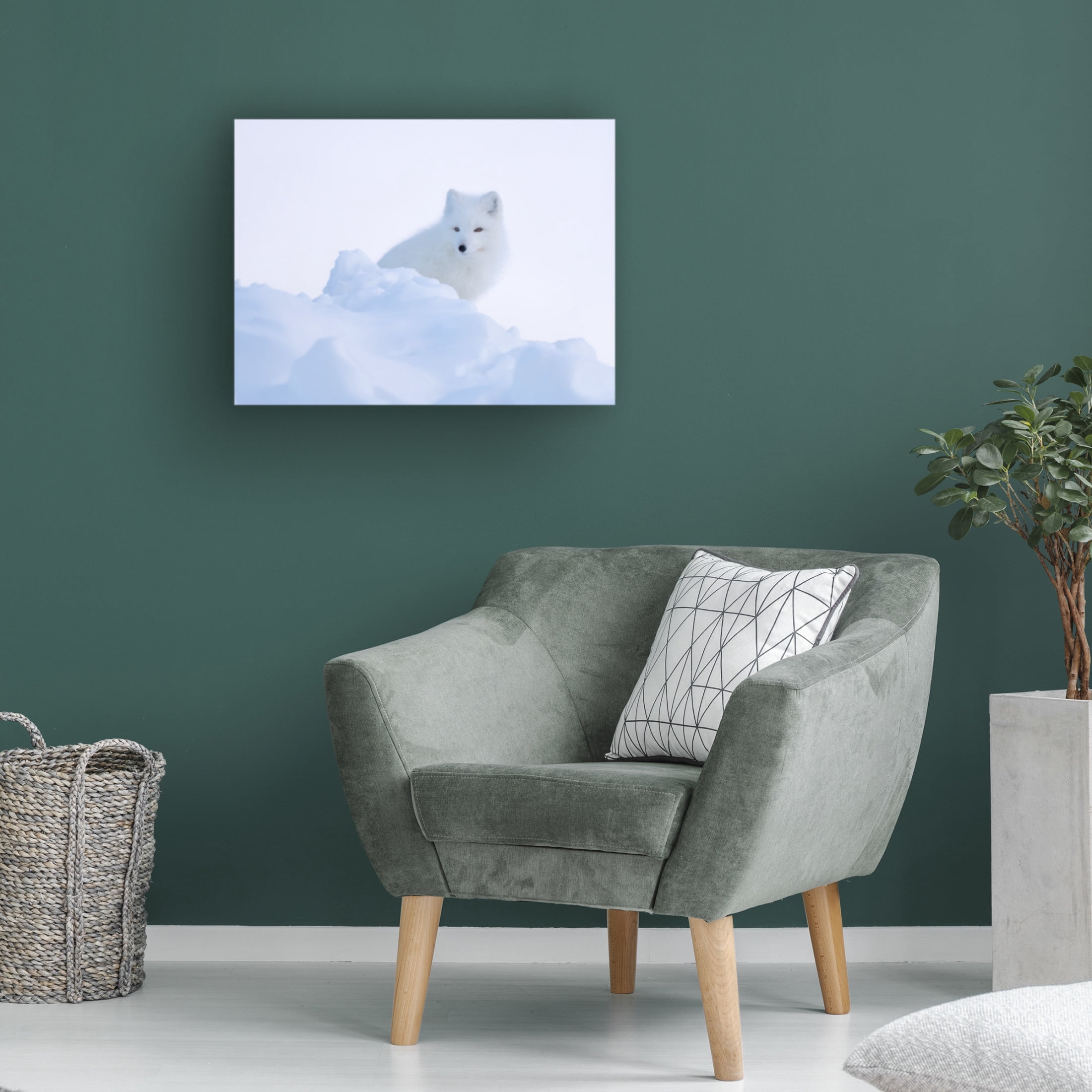 Trademark Fine Art Andrea Haase LI White fox Canvas Wall Art