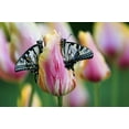 thumbnail image 2 of Rotenberg, Nancy 14x11 Gold Ornate Wood Framed with Double Matting Museum Art Print Titled - Two Eastern Tiger Swallowtail Butterfly on Tulip, 2 of 4