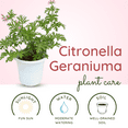 thumbnail image 5 of Live Citronella Plant, Citronella Geranium Plant 5–8 Inch Starter Plant for Indoor or Outdoor Growing, 5 of 7