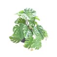 thumbnail image 1 of Inteprter Plantas artificiales ecológicas para hábitats de reptiles - Plantas no tóxicas fáciles de limpiar Carey artificial Type3 NO3, 1 of 6