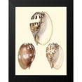 thumbnail image 2 of Vision Studio 19x24 Black Modern Framed Museum Art Print Titled - Splendid Shells VI, 2 of 5